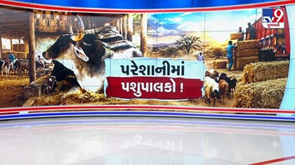 સૌરાષ્ટ્ર કચ્છમાં પશુપાલકોની કફોડી સ્થિતિ, ઘાસચારાના ભાવમાં ભડકો