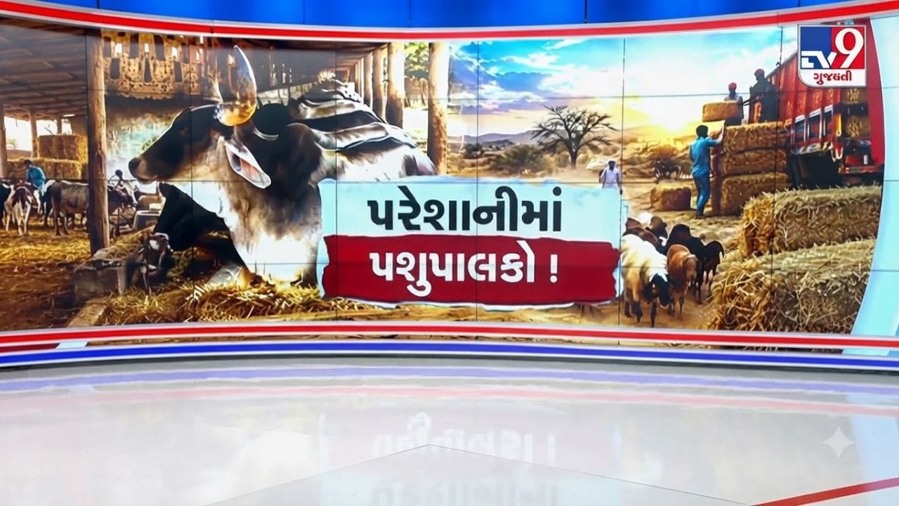સૌરાષ્ટ્ર અને કચ્છમાં વરસાદી ઘટના કારણે ઘાસચારાના ભાવમાં ભડકો, પશુપાલકો કફોડી સ્થિતિમાં સૌરાષ્ટ્ર અને કચ્છમાં વરસાદી ઘટના કારણે ઘાસચારાના ભાવમાં ભડકો, પશુપાલકો કફોડી સ્થિતિમાં