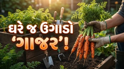 ગાજર ઉગાડવાની સરળ પદ્ધતિ, માટીથી લઈને પાણી આપવાની સાચી રીત જાણો