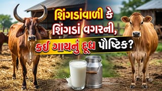 શિંગડાંવાળી કે શિંગડાં વગરની, કઈ ગાયનું દૂધ વધારે પૌષ્ટિક અને ઘટ્ટ હોય છે?