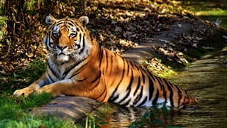 IRCTC Wildlife Tour Packages :  જંગલ સફારી ફરવા જવાનો પ્લાન છે, તો રેલવેના આ નવા ટૂર પેકેજ જોઈ લો