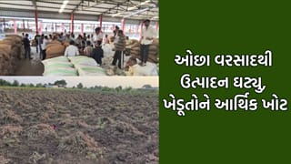 જુનાગઢમાં ઓછા વરસાદને કારણે મગફળીનું ઉત્પાદન ઘટ્યુ, ખેડૂતોને ગત વર્ષ કરતા મોટુ નુકસાન જવાની ભીતિ- Video
