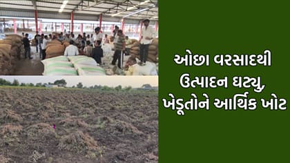 જુનાગઢના ખેડૂતોને મગફળીમાં ખોટ, ઓછા વરસાદથી ઉત્પાદનમાં 50% ઘટાડો