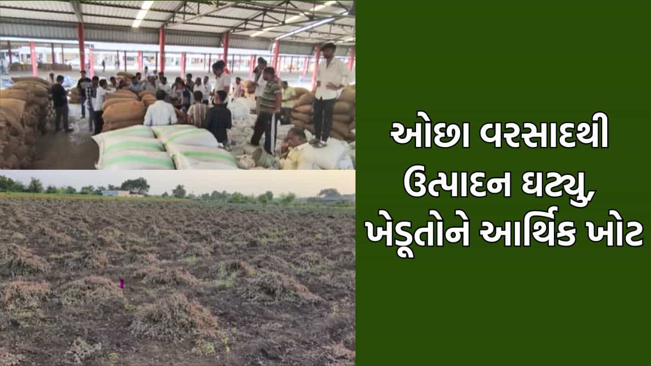 જુનાગઢમાં ઓછા વરસાદને કારણે મગફળીનું ઉત્પાદન ઘટ્યુ, ખેડૂતોને ગત વર્ષ કરતા મોટુ નુકસાન જવાની ભીતિ- Video
