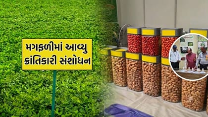 જુનાગઢના મગફળી સંશોધન કેન્દ્ર એ મગફળીમાં કર્યુ ક્રાંતિકારી સંશોધન