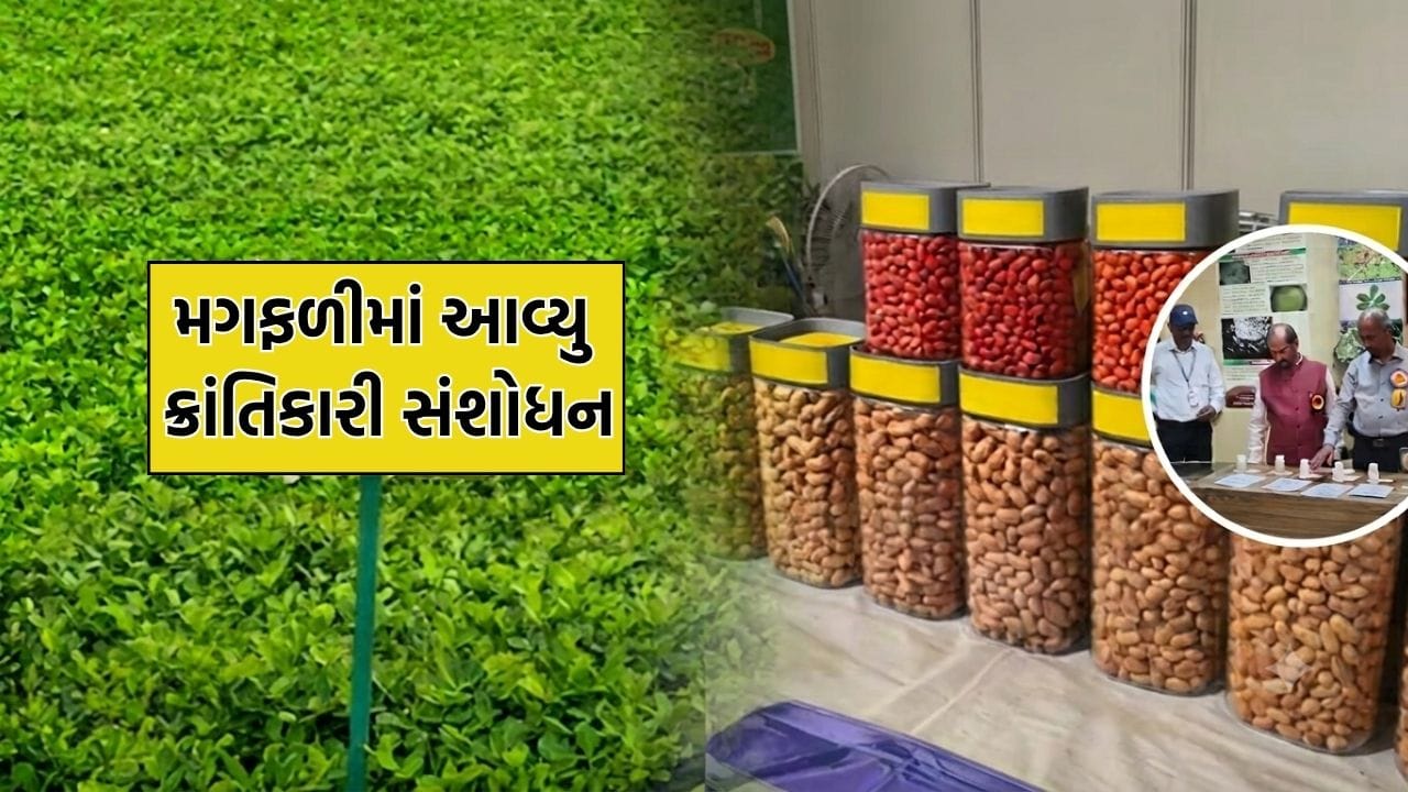 જુનાગઢના મગફળી સંશોધન કેન્દ્ર એ મગફળીમાં કર્યુ ક્રાંતિકારી સંશોધન, જાણો શું છે વિશેષતા ગિરનાર-4 અને ગિરનાર-5 જાતની જુનાગઢના મગફળી સંશોધન કેન્દ્ર એ મગફળીમાં કર્યુ ક્રાંતિકારી સંશોધન, જાણો શું છે વિશેષતા ગિરનાર-4 અને ગિરનાર-5 જાતની