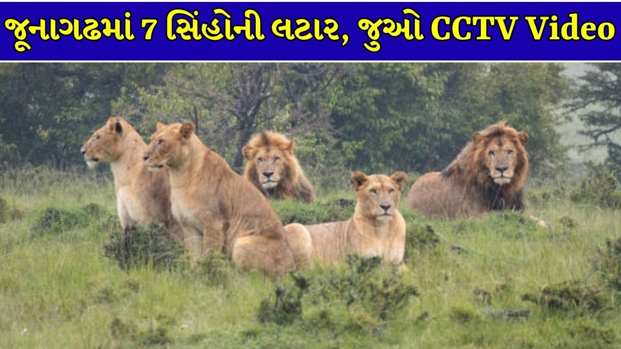 Junagadh Breaking News : જૂનાગઢમાં એકસાથે 7 સિંહો રસ્તો ક્રોસ કરતા કેમેરામાં થયા કેદ, લોકોમાં કૂતુહલ સાથે ડર,  જુઓ CCTV Video