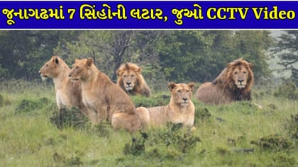 જૂનાગઢમાં એકસાથે 7 સિંહો રસ્તો ક્રોસ કરતા કેમેરામાં થયા કેદ, Video