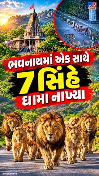 અશોક શિલાલેખ પાસે રસ્તો ક્રોસ કરતા સિંહ CCTVમાં કેદ