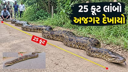 જૂનાગઢના હીરાપુરમાં 25 ફૂટ લાંબો અજગર રોડ પર દેખાયો, Video