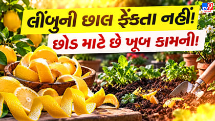 લીંબુની છાલ ફેંકતા પહેલા થોભો! છોડ માટે આ રીતે કરો ઉપયોગ