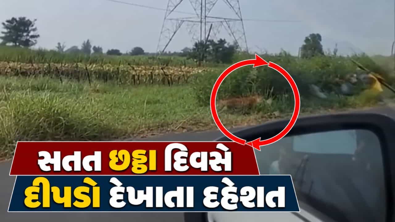 Breaking News : નવસારીમાં સતત છઠ્ઠા દિવસે દીપડો દેખાતા દહેશત, વાયરલ વીડિયોથી સ્થાનિકોમાં ભય