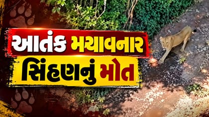 અમરેલીના વડિયામાં આતંક મચાવનાર સિંહણનું પાંજરે પુરાયા બાદ મોત...
