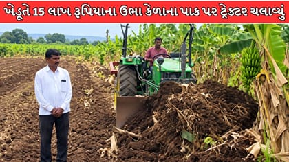 પાણીની અછત અને ભાવ ન મળતાં ખેડૂતે ટ્રેક્ટરથી ઉખેડ્યો કેળાનો આખો પાક