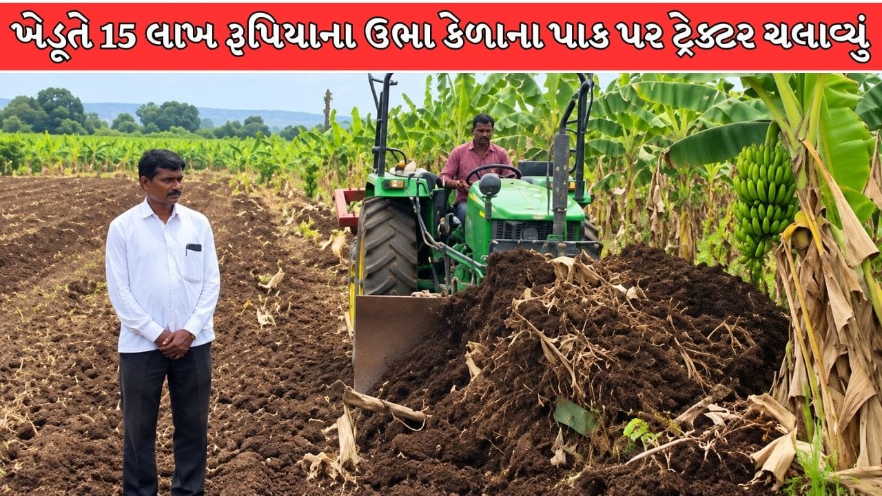 Maharashtra Breaking News : પાણીની અછત અને ભાવ ન મળતાં ખેડૂતે ટ્રેક્ટરથી ઉખેડ્યો કેળાનો આખો પાક, જુઓ Video Maharashtra Breaking News : પાણીની અછત અને ભાવ ન મળતાં ખેડૂતે ટ્રેક્ટરથી ઉખેડ્યો કેળાનો આખો પાક, જુઓ Video