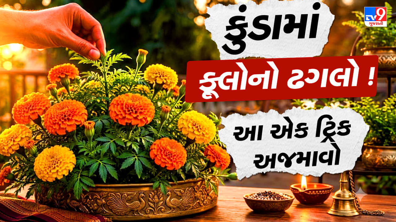 દિવાળી સુધી ગલગોટાનો છોડ ભરાઈ જશે ફૂલોથી ! માળીની આ ફ્રી ટ્રિક અપનાવો, એકસાથે ખીલશે ઢગલાબંધ ફૂલો