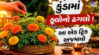 ગલગોટામાં ફૂલો ઓછાં આવે છે? માળીની આ એક ટિપ્સ બદલી શકે છે છોડનો લુક!