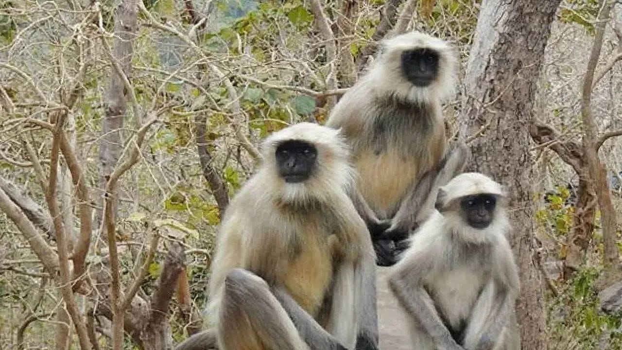 આ ઉપરાંત તમે ઘરની આસપાસ અથવા બાલ્કનીમાં 'કપૂર' પ્રગટાવી દો, તેની સુગંધ ફેલાવાથી વાંદરાઓ નહીં આવે. વાંદરાઓને ભગાડવા માટે તમે એ વસ્તુઓનો પણ ઉપયોગ કરી શકો છો, જેનાથી તેઓ ડરે છે. વાંદરાઓ અચાનક થતા મોટા અવાજોથી ડરીને ભાગી જાય છે. જો વાંદરાઓ ઘૂસી ગયા હોય તો થાળી વગાડવી, સિટી વગાડવી અથવા તેજ સાયરન જેવા અવાજો વગાડીને તેમને ભગાડી શકાય છે.