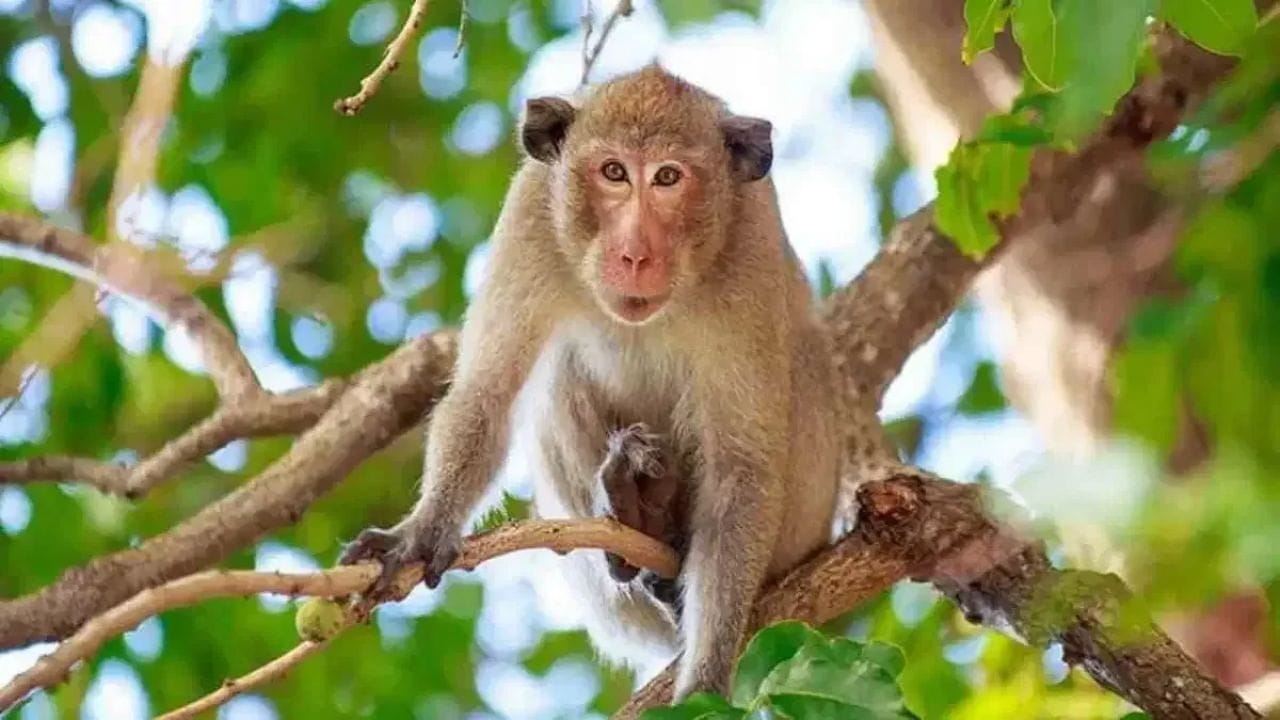 સફેદ વિનેગરની તેજ ગંધ વાંદરાઓને બિલકુલ પસંદ નથી. પાણીમાં વિનેગર મિલાવીને સ્પ્રે બોટલમાં ભરી લો અને તે જગ્યાઓ પર છાંટી દો, જ્યાં વાંદરાઓ ખૂબ વધારે આવે છે. આ સિવાય તમે લસણનો રસ પણ નાખી શકો છો. આ ઘરેલું ઉપાય વાંદરાઓને આવતા રોકશે. 