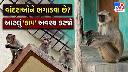 વાંદરાઓના ત્રાસથી પરેશાન છો? કાયમી છુટકારો મેળવવા આટલું કામ કરો