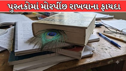શું પુસ્તકમાં મોરનું પીંછું રાખવાથી યાદશક્તિ વધે છે? જાણો સત્ય