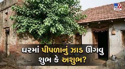 ઘરમાં પીપળાનું ઝાડ ઉગવું શુભ છે કે અશુભ? જાણો ઘરના બાંધકામને નુકસાન થત