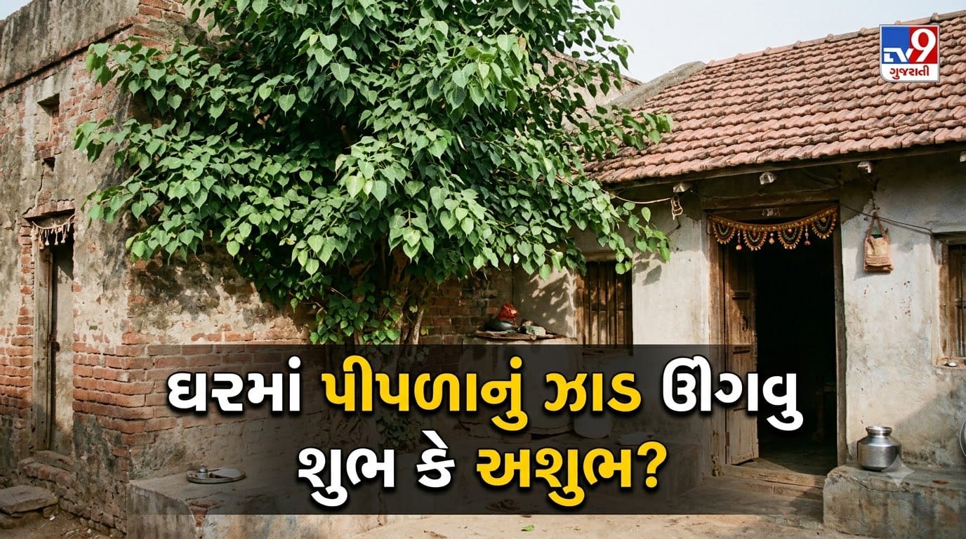 ઘરમાં પીપળાનું ઝાડ ઉગવું શુભ કે અશુભ? ધાર્મિક માન્યતાઓ અનુસાર પીપળાના ઝાડમાં દેવતાઓનો વાસ હોવાનું માનવામાં આવે છે અને તેની પૂજા પણ કરવામાં આવે છે. જોકે, વાસ્તુની કેટલીક માન્યતાઓ મુજબ ઘરની સીમામાં આપમેળે ઊગેલું પીપળાનું ઝાડ યોગ્ય માનવામાં આવતું નથી. વાસ્તુ ગુરુ માન્યાના જણાવ્યા અનુસાર, આવી સ્થિતિમાં યોગ્ય ઉપાય કરીને પીપળાના ઝાડને સુરક્ષિત રીતે અન્ય જગ્યાએ ઉછેરવાની વ્યવસ્થા કરી શકાય છે.
