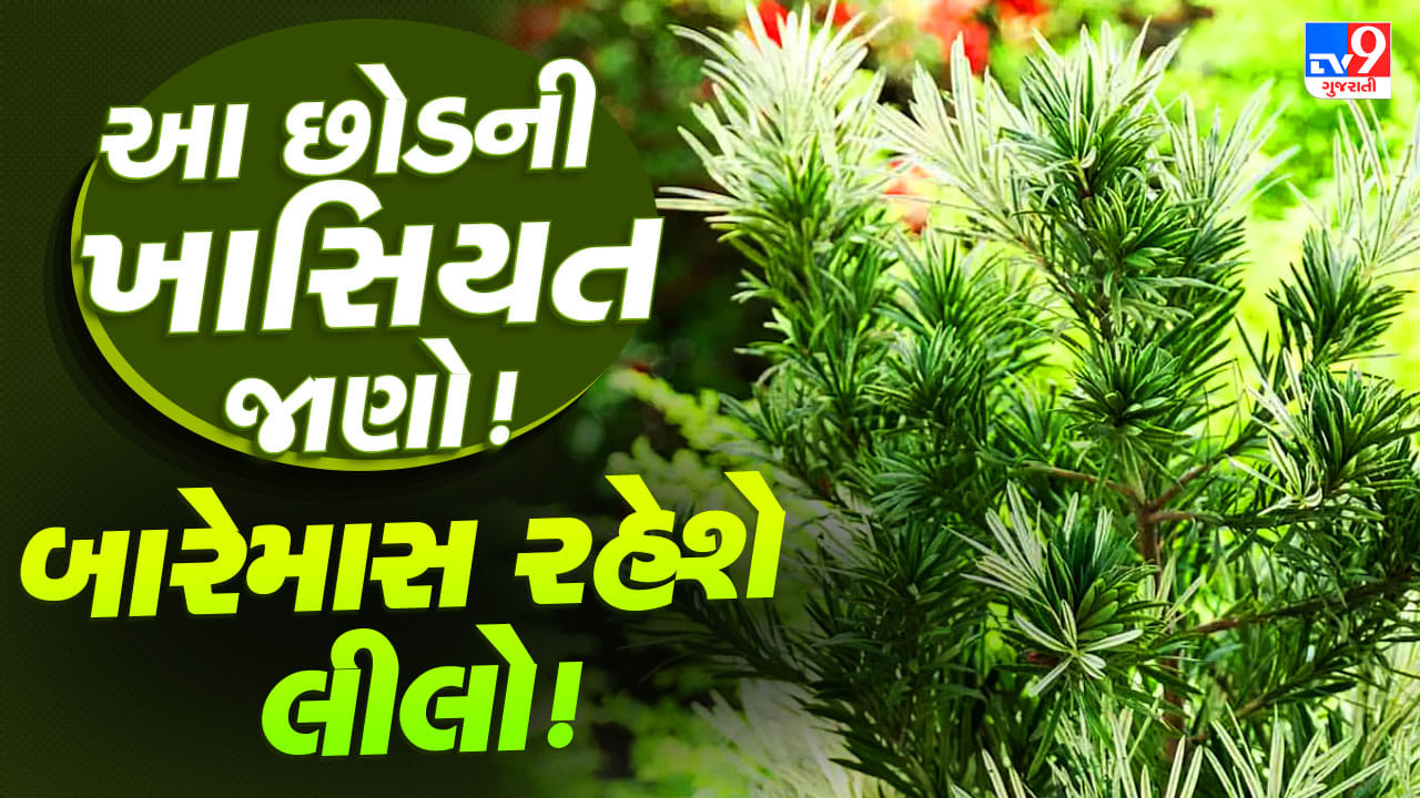ઓછી મહેનતે આખું વર્ષ લીલોછમ રહેશે આ છોડ, જાણો નામ અને સંભાળ રાખવાની સરળ રીત