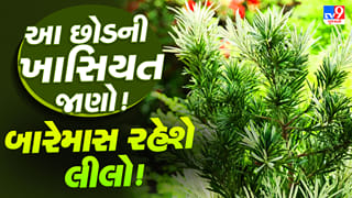 ઓછી મહેનતે આખું વર્ષ લીલોછમ રહેશે આ છોડ, જાણો નામ અને સંભાળ રાખવાની સરળ રીત