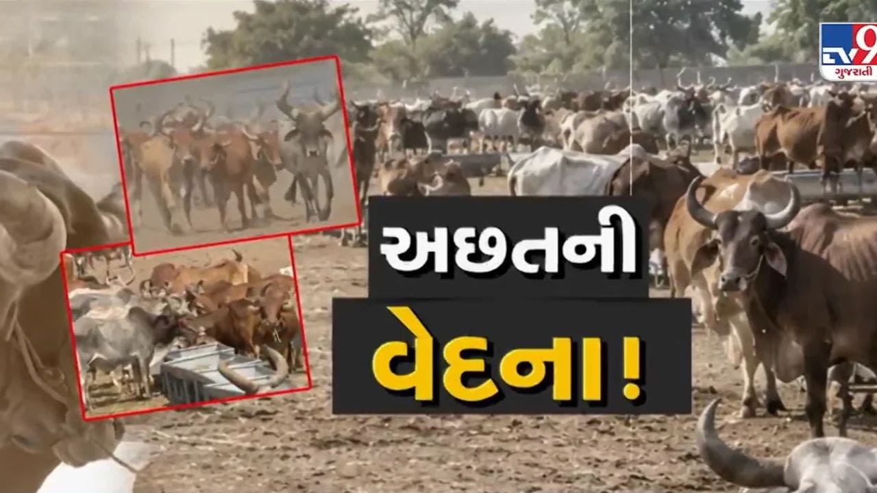 દુષ્કાળના ડાકલા વચ્ચે ખેડૂતો તેમના દીકરા જેવા બળદોને ત્યજવા બન્યા મજબુર, ભારે હૈયે આશ્રમમાં મુકવાની આવી નોબત