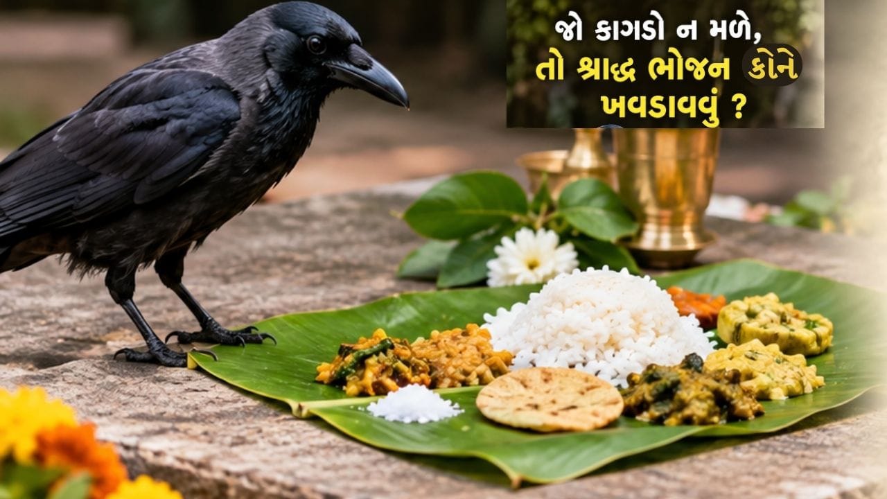 જો શ્રાદ્ધ દરમિયાન કાગડો ન મળે, તો તમારે કોને ભોજન ખવડાવવું જોઈએ? શાસ્ત્રોના નિયમો જાણો