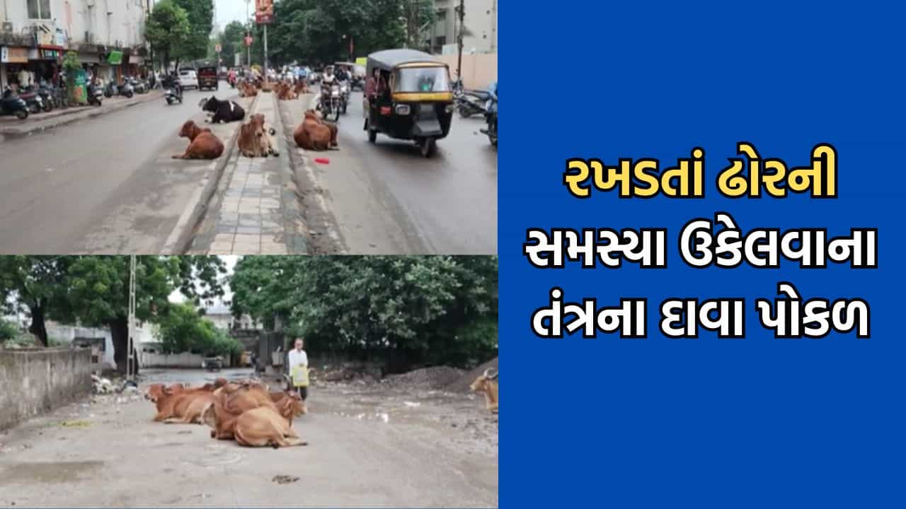 જુનાગઢમાં રોડ પરના ખાડા અને રખડતા ઢોરની સમસ્યાથી શહેરીજનો ત્રાહિમામ, મનપાના તમામ દાવાનો ફિયાસ્કો- Video