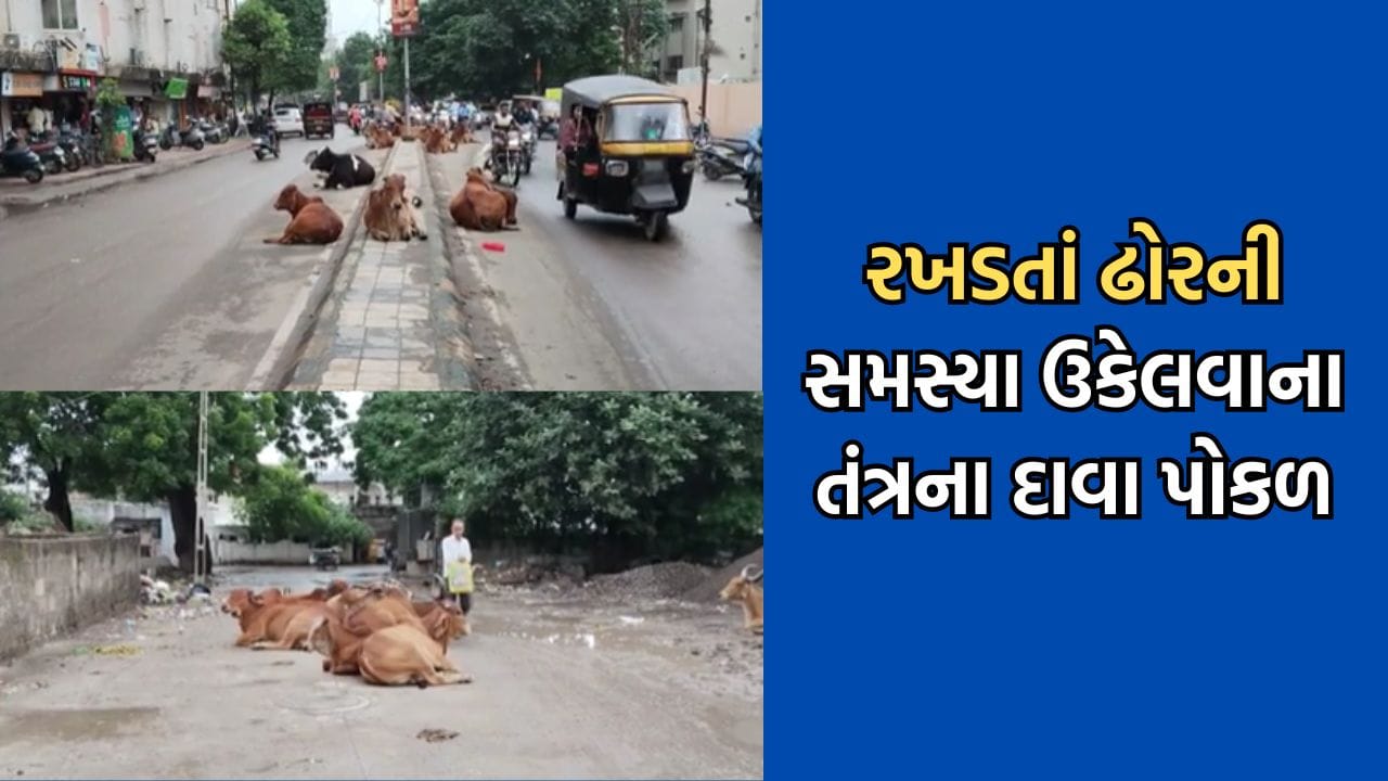 જુનાગઢમાં રોડ પરના ખાડા અને રખડતા ઢોરની સમસ્યાથી શહેરીજનો ત્રાહિમામ, મનપાના તમામ દાવાનો ફિયાસ્કો- Video જુનાગઢમાં રોડ પરના ખાડા અને રખડતા ઢોરની સમસ્યાથી શહેરીજનો ત્રાહિમામ, મનપાના તમામ દાવાનો ફિયાસ્કો- Video