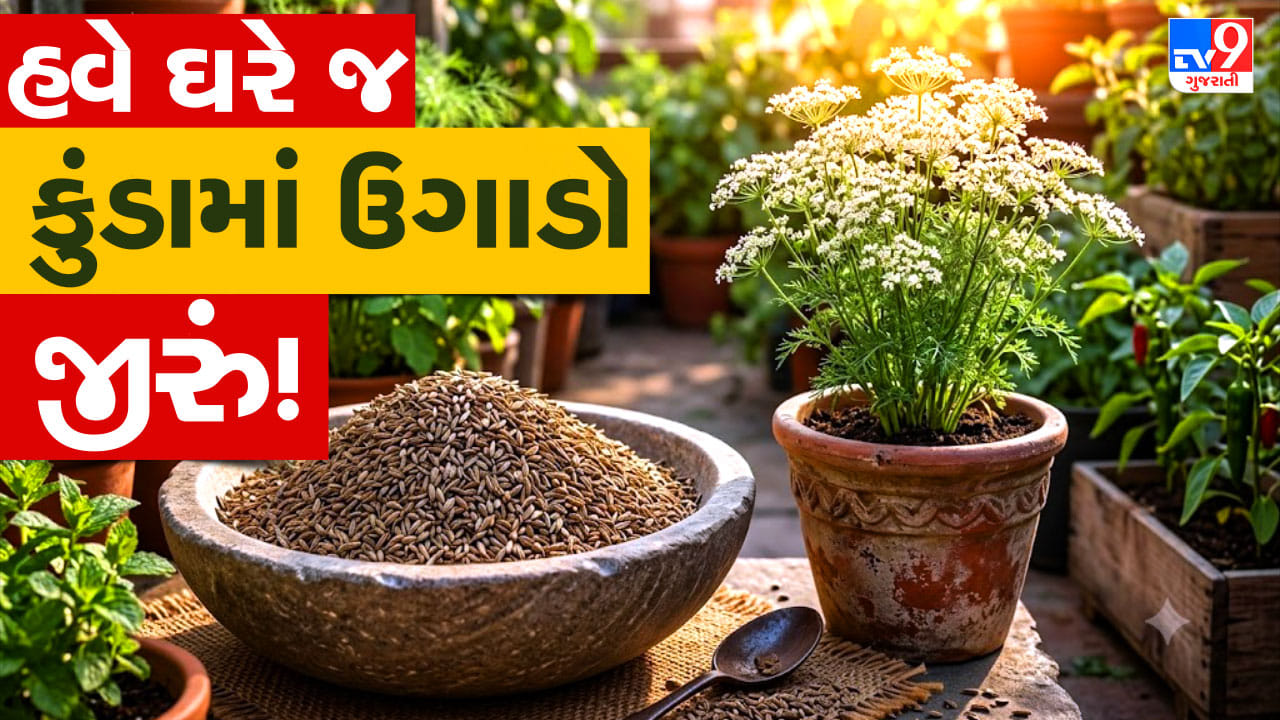 રસોડામાં વપરાતું જીરું હવે ઘરે જ ઉગાડો ! કુંડામાં વાવવાની આ રીત જાણી લો