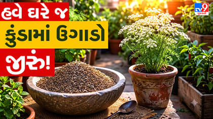 કુંડામાં ઉગાડો જીરું ! ઘરે વાવેતર કરવાની સરળ રીત જાણી લો