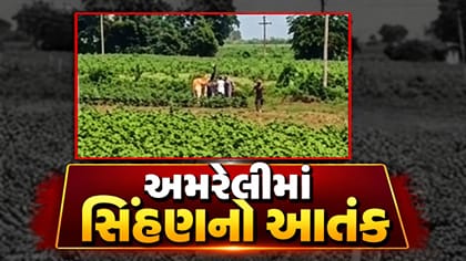 અમરેલીમાં સિંહણનો આતંક યથાવત,પાંચ લોકો ઈજાગ્રસ્ત, જુઓ Video