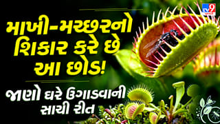 માખી-મચ્છરને પકડીને ખાઈ જાય છે આ છોડ ! ઘરે ઉગાડતા પહેલાં જાણી લો આ ખાસ વાત