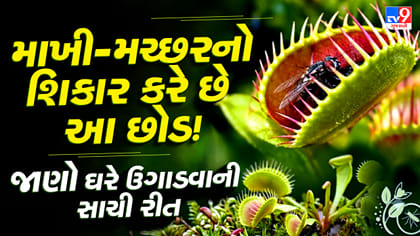 માખી-મચ્છરને ખાઈ જાય છે આ અનોખો છોડ ! ઘરે ઉગાડવાની સાચી રીત જાણો