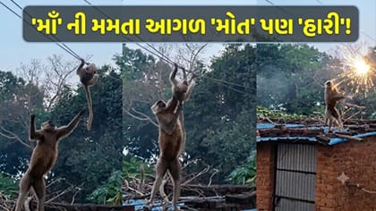 મોત સામે અડીખમ ઊભી રહી ગઈ 'માં', વાયરલ વીડિયો જોઈ આંખો ભીની થઈ જશે