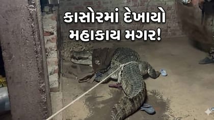 આણંદના કાસોર ગામે દેખાયો 9.5 ફૂટનો મહાકાય મગર! વનવિભાગે કર્યુ રેસ્ક્યૂ