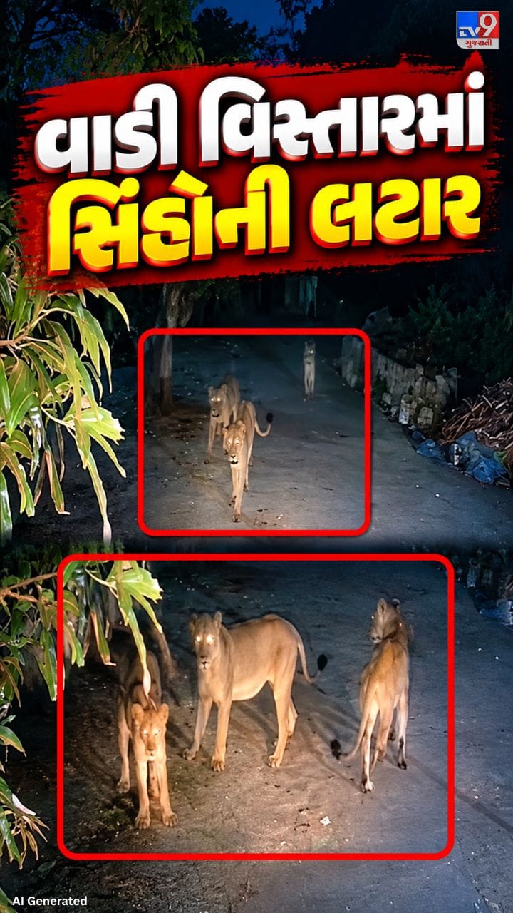 મોડી રાત્રે શિકારની શોધમાં નોનવેજ લૉજ પર પહોંચ્યા સિંહો