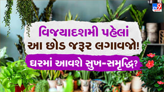 વિજયાદશમી પહેલાં ઘરમાં લગાવો આ 5માંથી કોઈ એક છોડ, સુખ-સમૃદ્ધિ સાથે મળશે મા દુર્ગાની કૃપા !