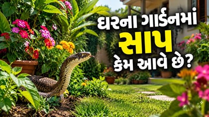 ઘરના ગાર્ડનમાં સાપ કેમ આવે છે?