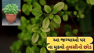 Tulsi Plant : ઘરની આ 7 જગ્યાઓ પર ભૂલથી પણ ના રાખજો તુલસીનો છોડ, જીવન પરેશાનિયોથી ઘેરાય જશે