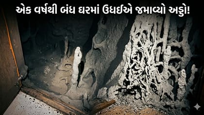 એક વર્ષથી બંધ હતું ઘર, ખોલતાં ઉધઈનું ‘સામ્રાજ્ય’ જોઈને લોકો ચોંક્યા