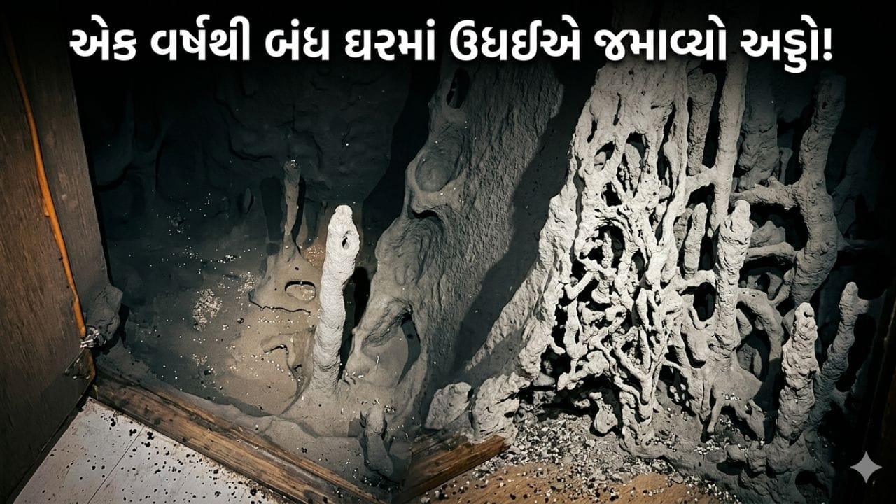 Trending video : એક વર્ષથી બંધ હતું ઘર, રસોડાના કેબિનેટ ખોલતાં ઉધઈનું ‘સામ્રાજ્ય’ જોઈને લોકો ચોંક્યા